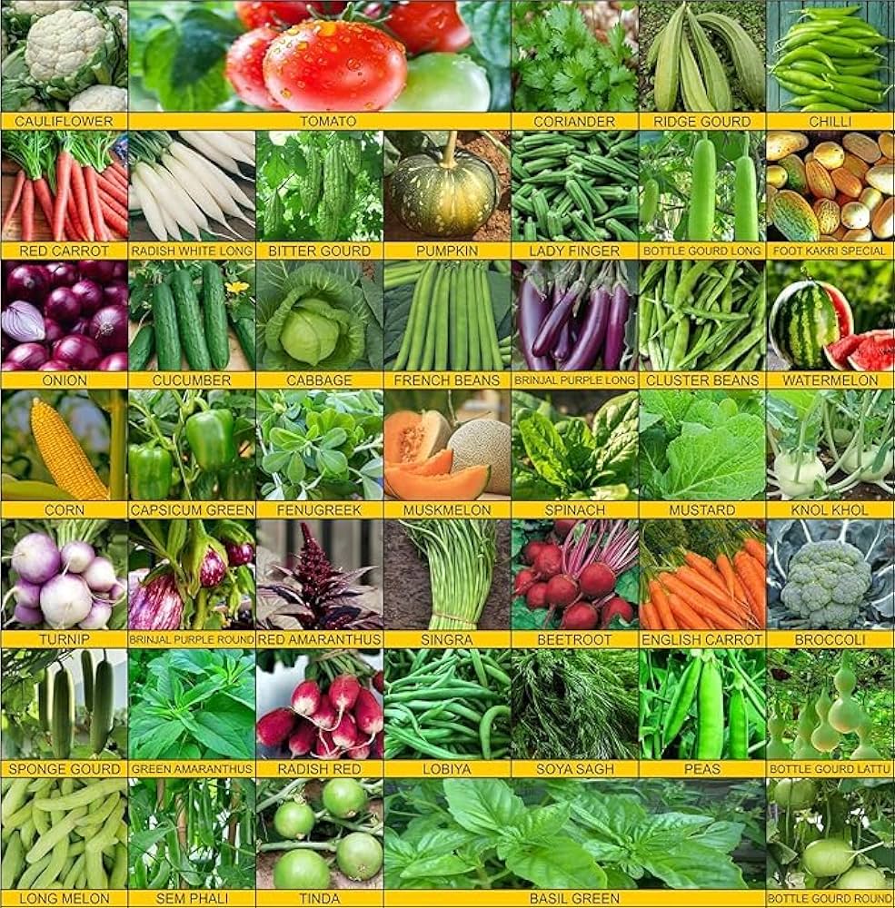 Mixed Vegetable Seeds – Non-GMO – for planting in vegetable patch urban farm