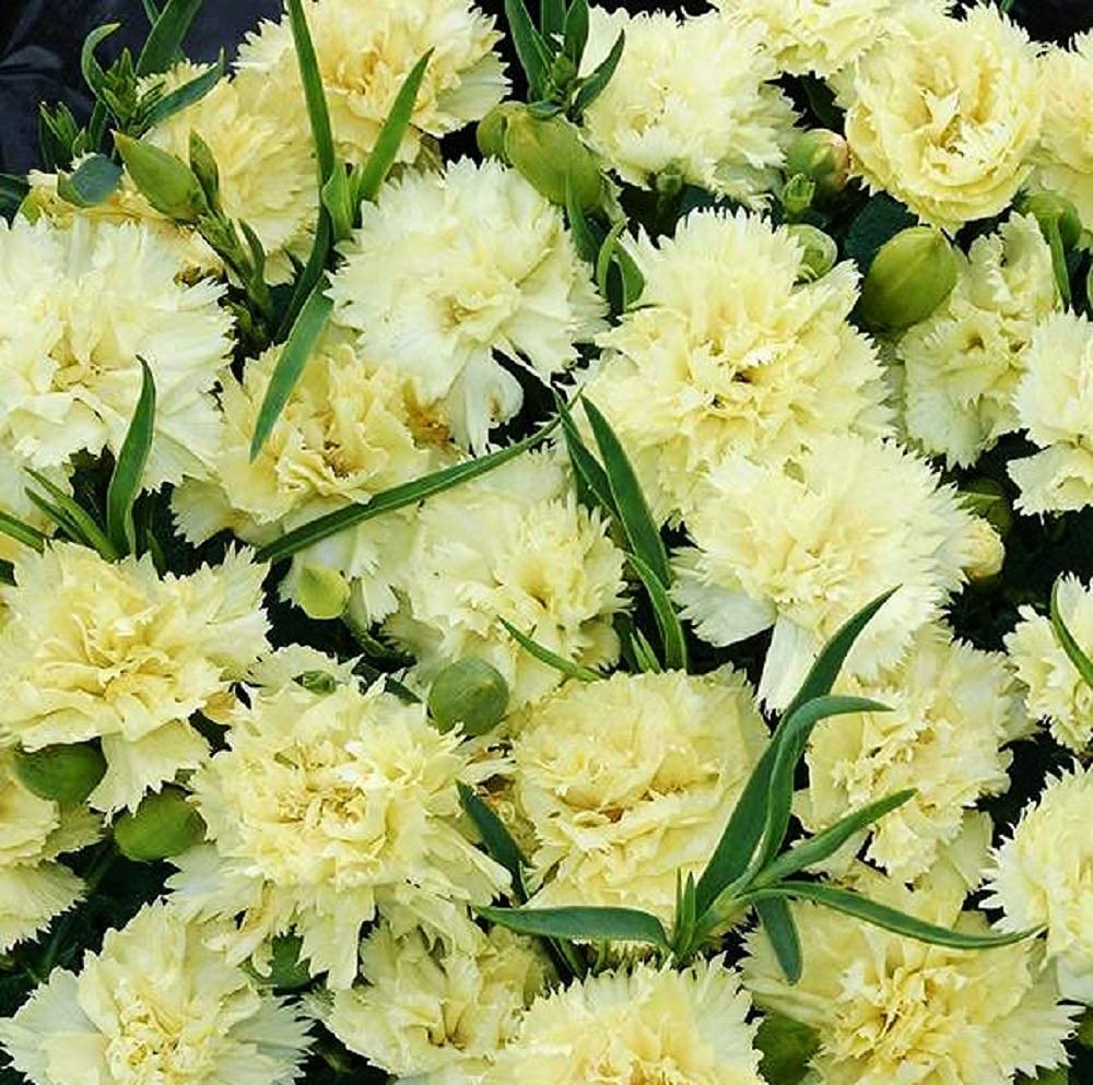 Garofani Dianthus Caryophyllus Balcony Flower Seeds