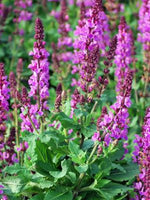 Rose Queen Salvia for planting