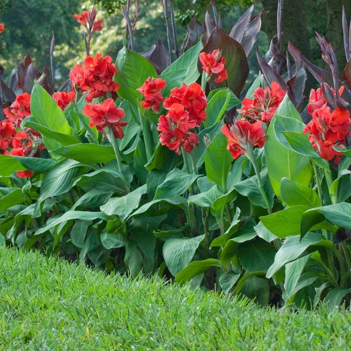 Canna Plant Seeds for Planting, 100