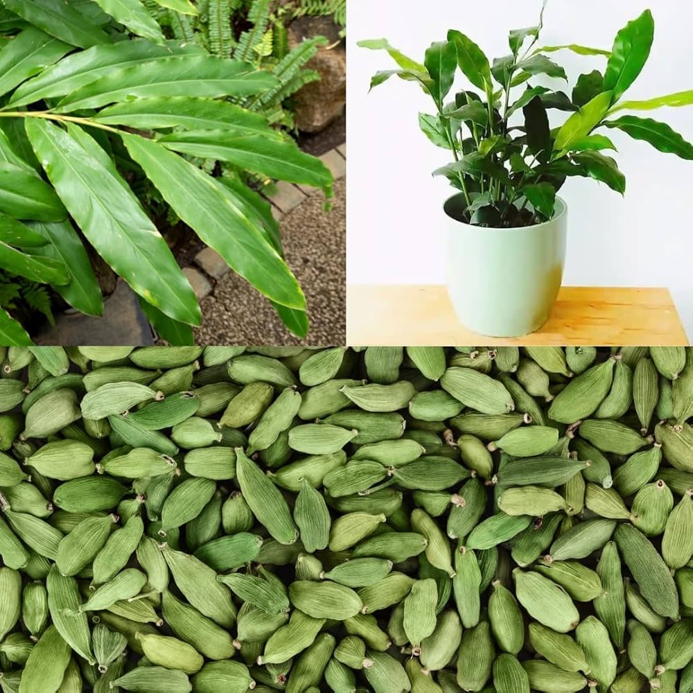 Green Cardamom Plant Seeds for Flavorful Herb Gardens and Culinary Use – Fresh Herb for Your Garden