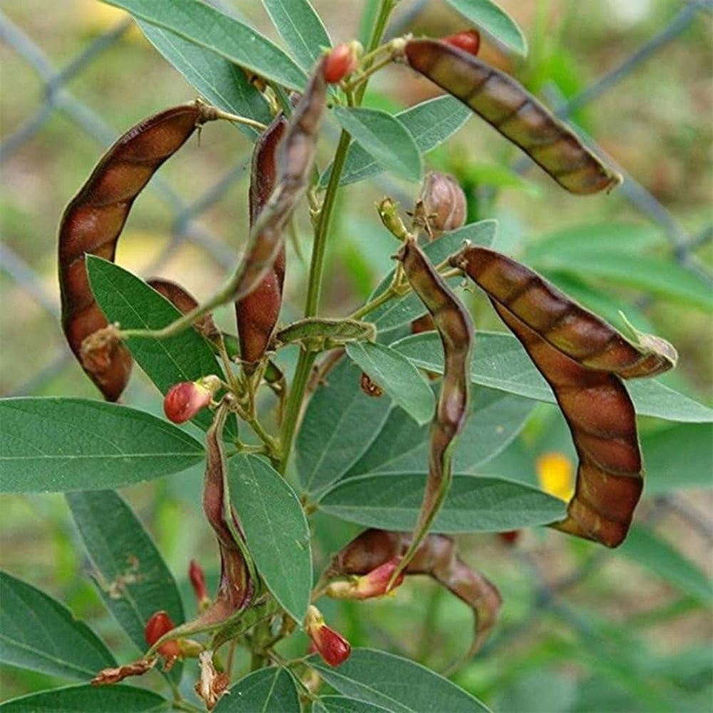 Cajanus Vegetable Seeds for Planting heirloom & Non-GMO Seeds