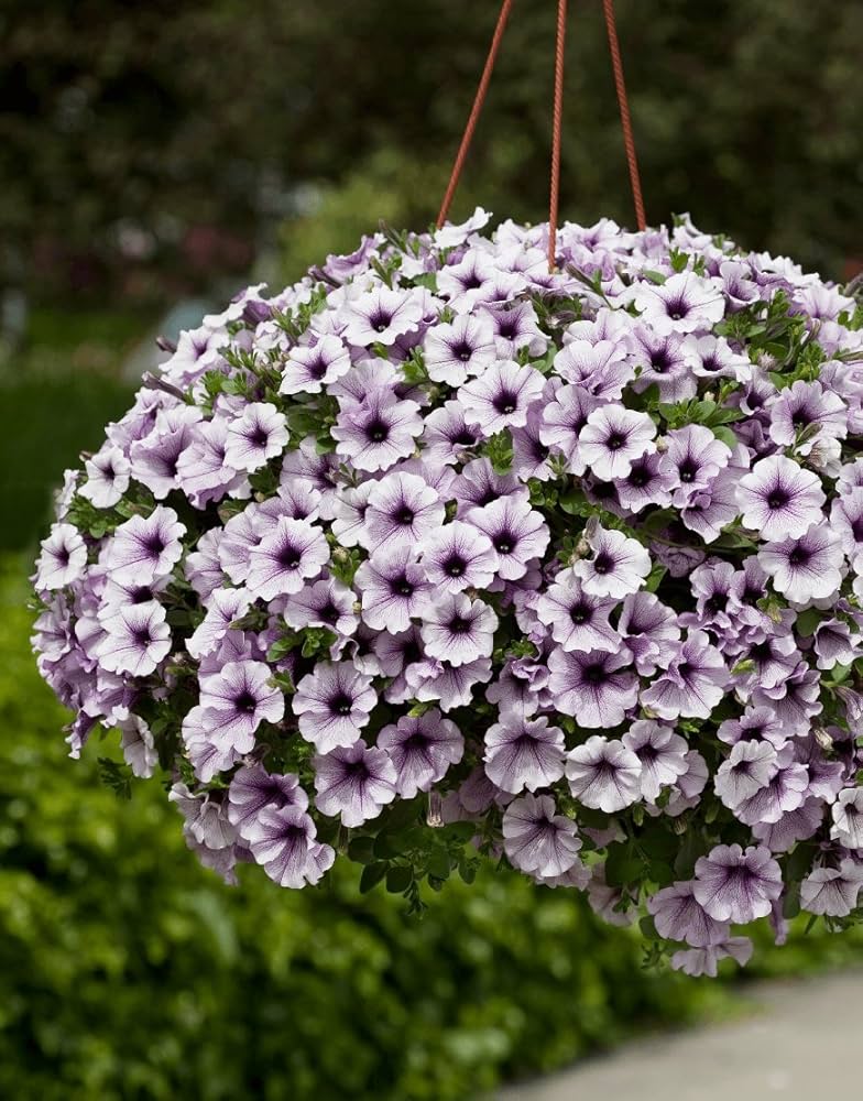 Trailing Petunia (Erfolg Blue) seeds for planting in garden