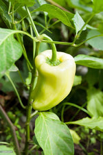 Mixed color sweet bell hot pepper chili seeds
