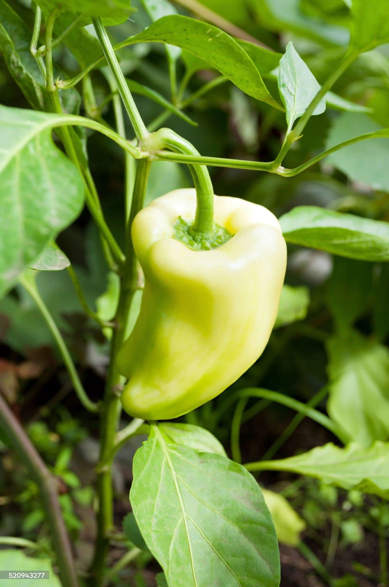 Pepper Capsicum annuum vegetable seeds for kitchen garden and container planting