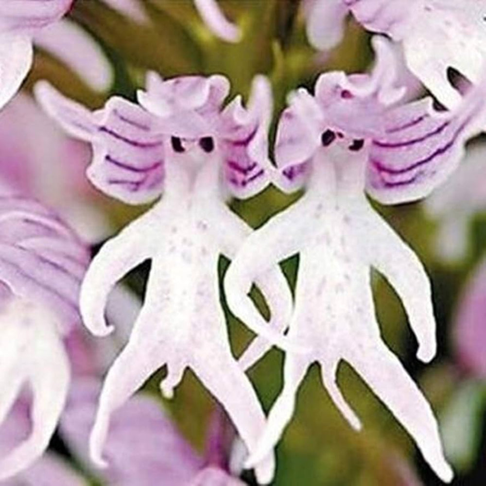 White Man Orchid Seeds for Planting | Organic, Heirloom, Non-GMO Flower Seeds