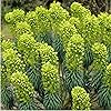 Tropical Spurge Flower Seeds for Planting Euphorbia spp. for Flower Bed and Urban Garden
