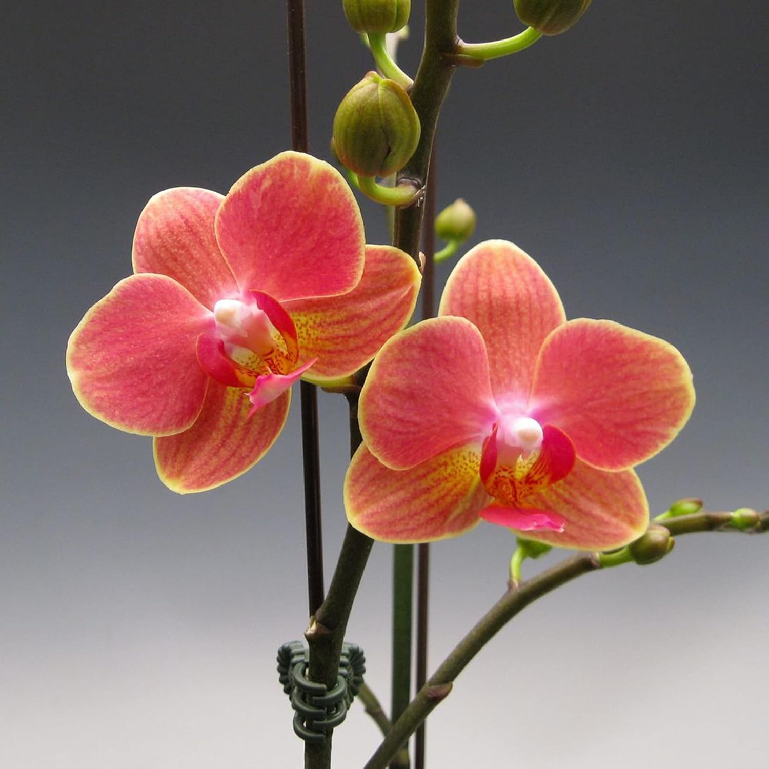 Phalaenopsis Orchid Seeds