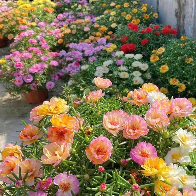 Rose Rosa Hybrida mixed Flower seeds for Planting in home garden or vertical garden trellis