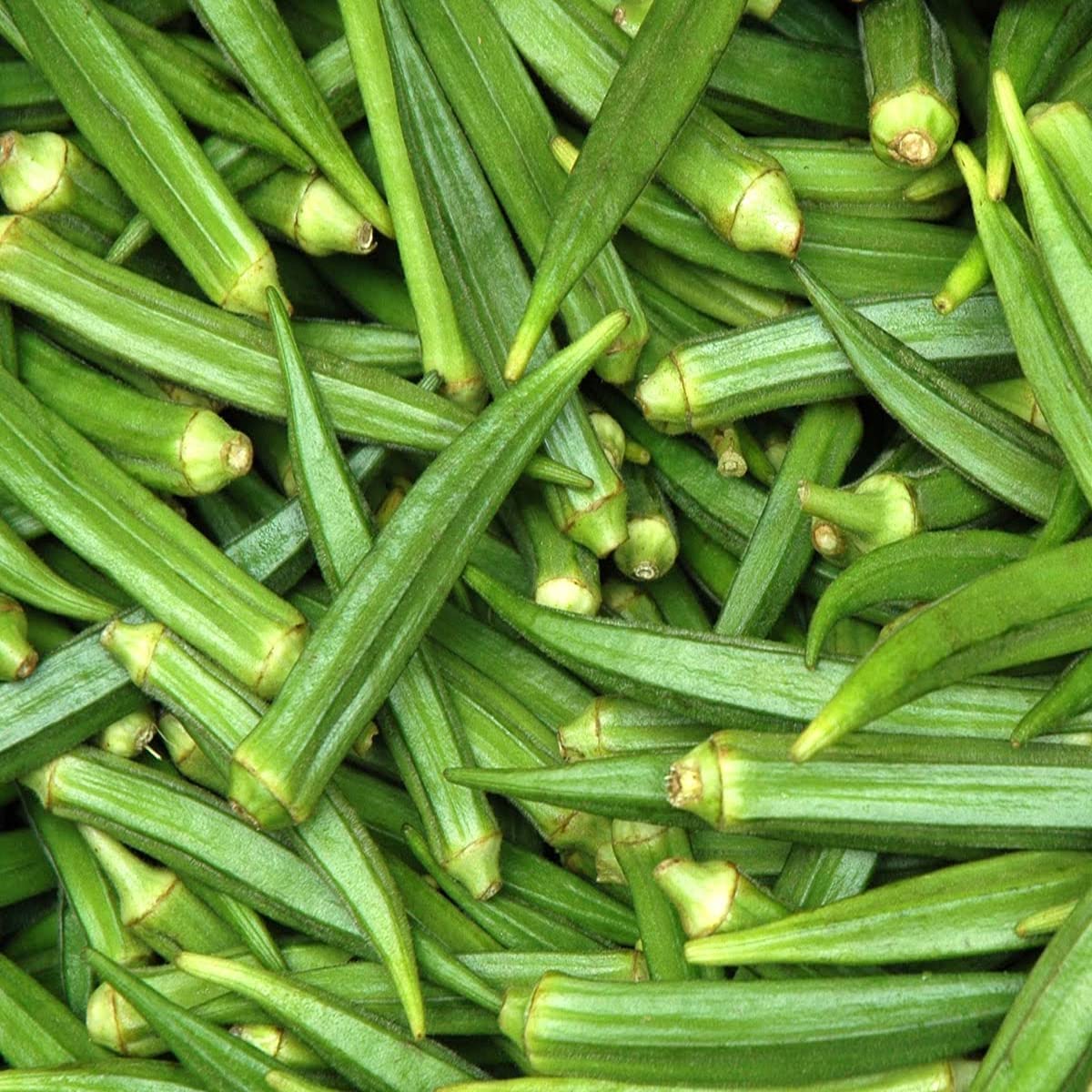 Okra Abelmoschus esculentus for planting in vegetable patch