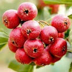 English hawthorn Crataegus laevigata seeds for planting