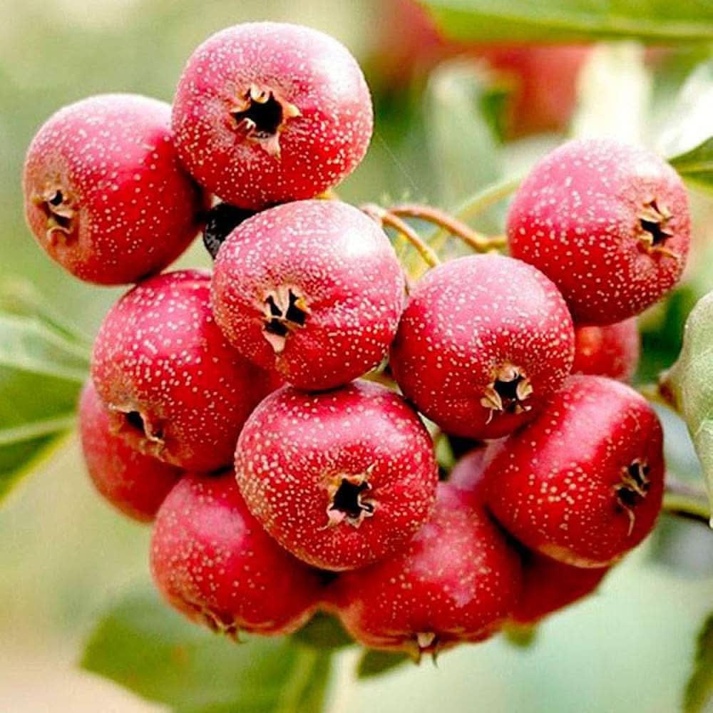 English hawthorn Crataegus laevigata seeds for planting