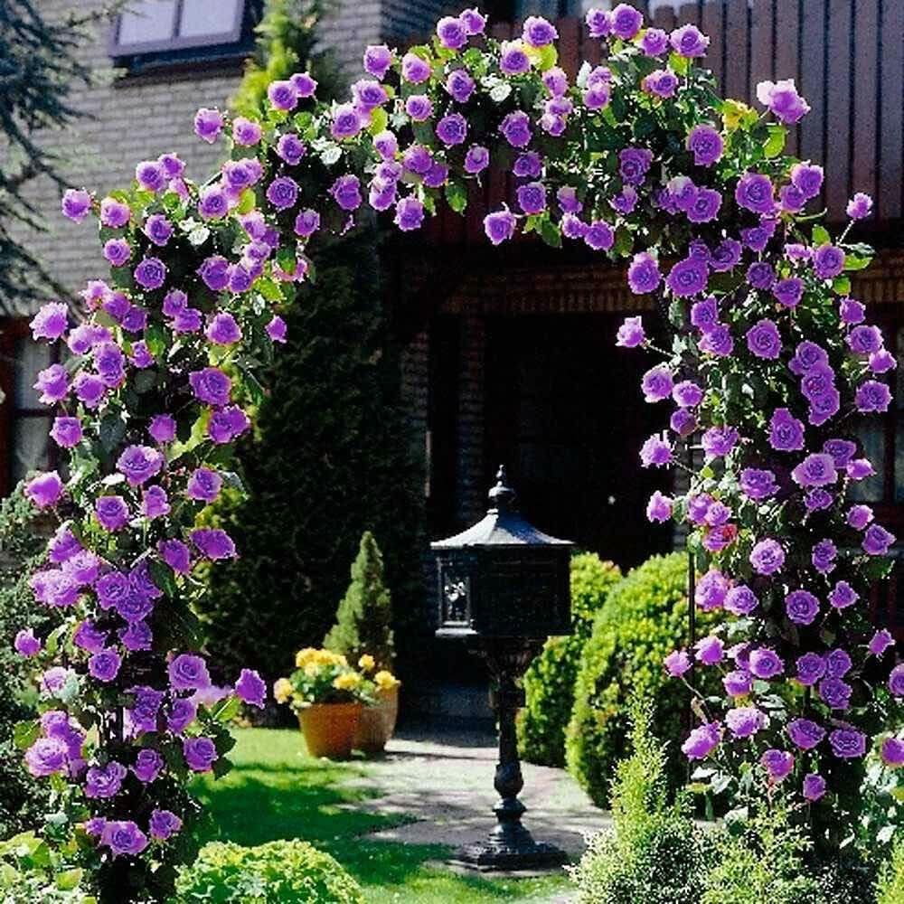 Climbing Rose Rosa Hybrida Flower Seeds for Planting in Home Garden and Trellis Designs
