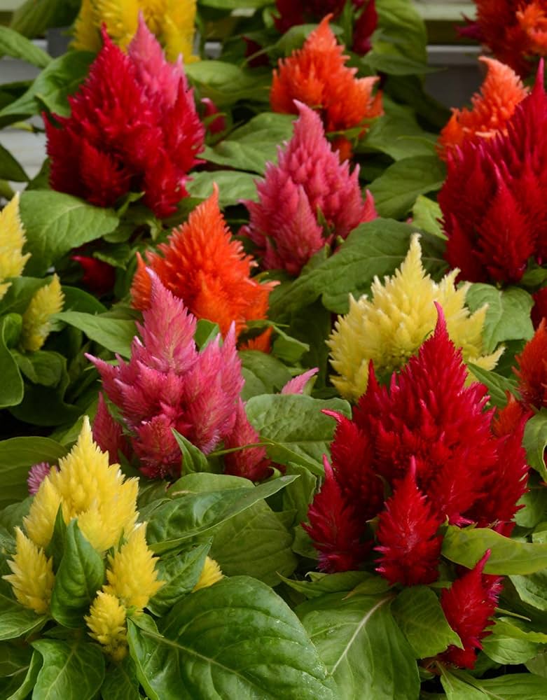 Celosia Mix – Large Flowers, Seeds