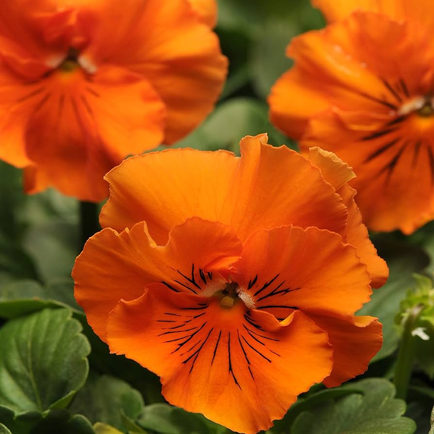 Pansy Swiss Giant Ullswater Beaconsfield Perennial Flower Seeds for bold blooms