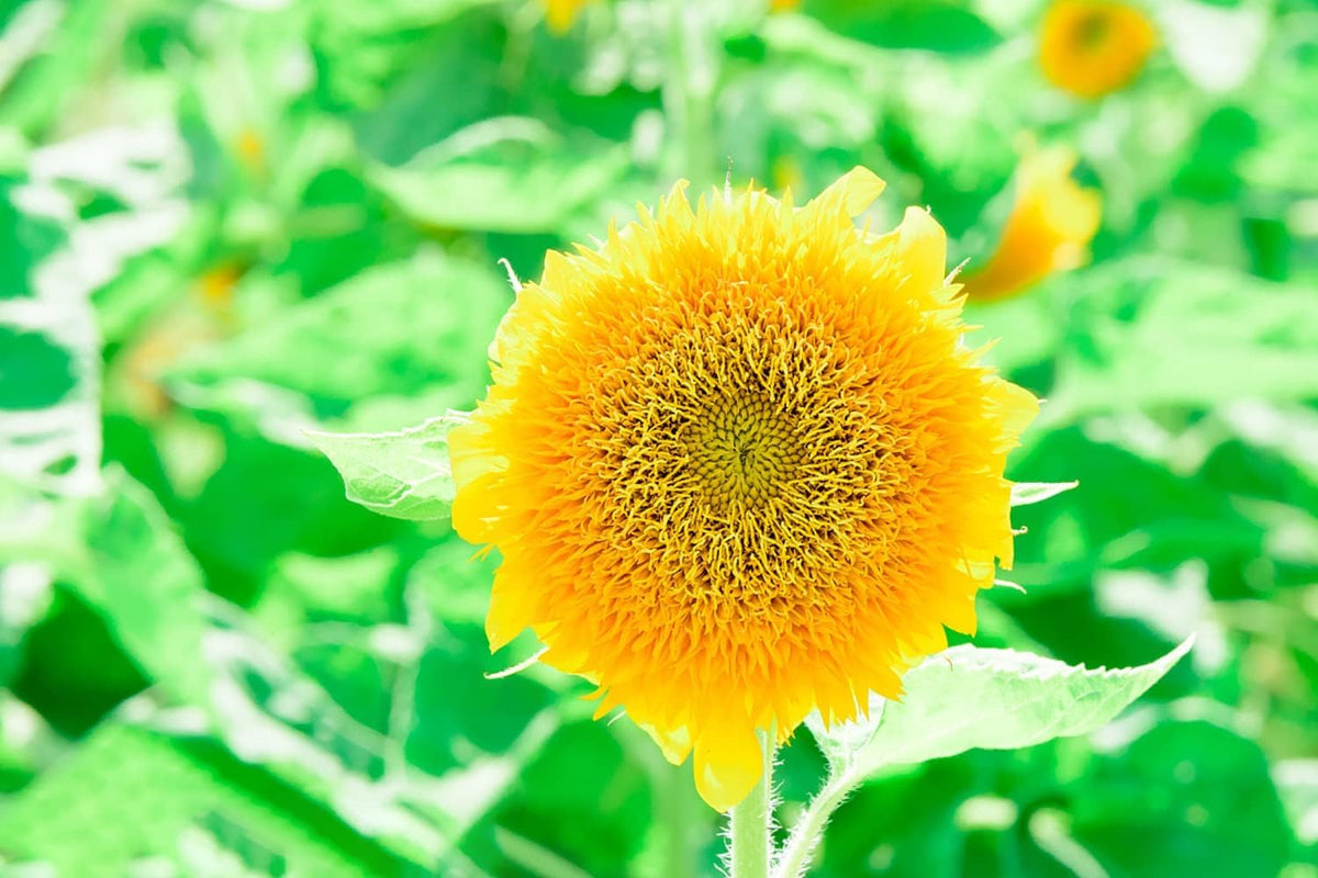 Helianthus Salicifolius Flower Seeds for Planting - 100 pcs for planting in your garden.