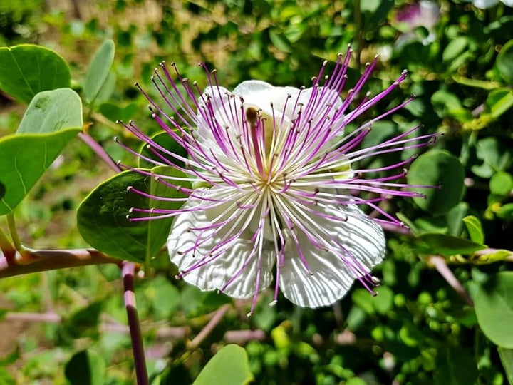 Purple Caper Bush Plant Seeds for Planting - 100 pcs