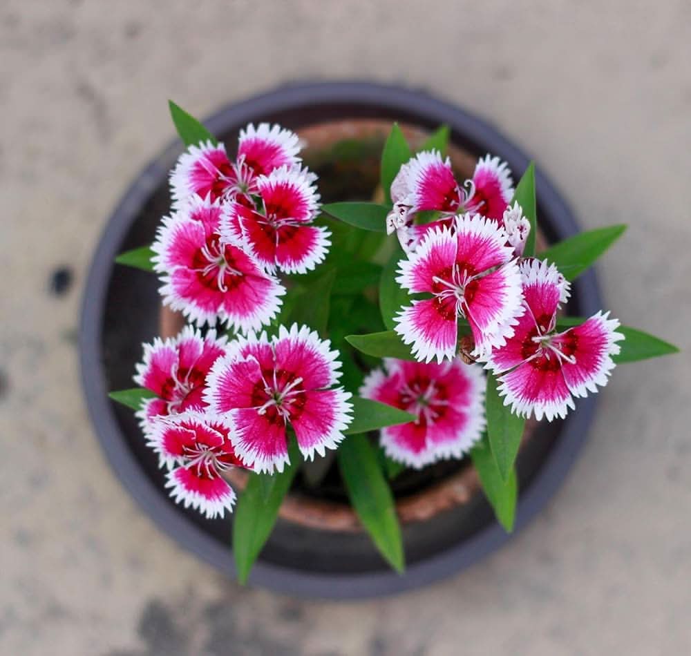Sweet William Flower Seeds, Blooms in Months Flowering Seeds For Planting