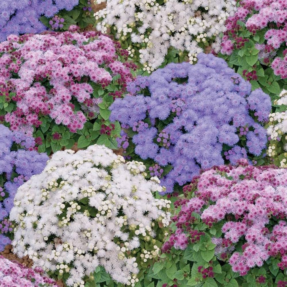 Ageratum Ageratum Mexicanum Mixed Colors Flower Seeds for Planting