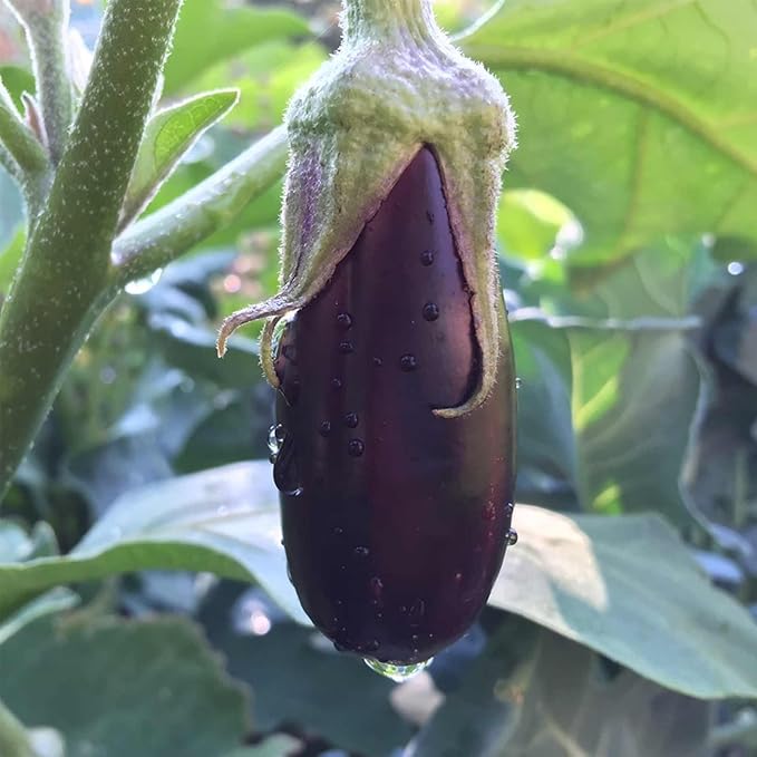 Eggplant Solanum Melongena Purple Vegetable Seeds for Planting – Classic Variety for Backyard Garden and Culinary Use