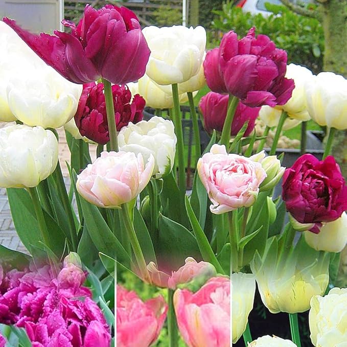 Tulip Bulbs - Double Pink Mix