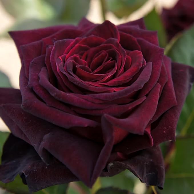 Rosa Rose Flower Seeds for Planting in backyard garden or flower beds