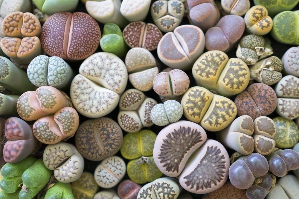 Succulent Lithops Pseudotruncatella Seeds for Planting – Living Stone Variety Ideal for Indoor Pots and Minimalist Decor