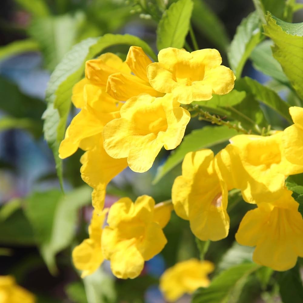 Tecoma Flower Seeds for Planting, 100 pcs for planting in your garden.