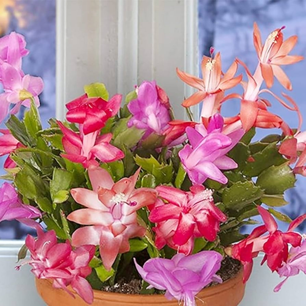 Schlumbergera Flower Seeds Heirloom Non GMO Planting