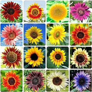 Sunflower Helianthus annuus variety mix flower seeds for planting in home garden or open landscapes