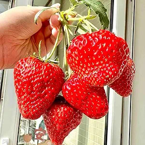  large bright red strawberries with glossy skin and green leafy tops

