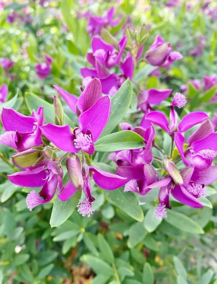 Polygala Myrtifolia Flower Seeds for Planting - NON GMO Seeds Dhara Seeds