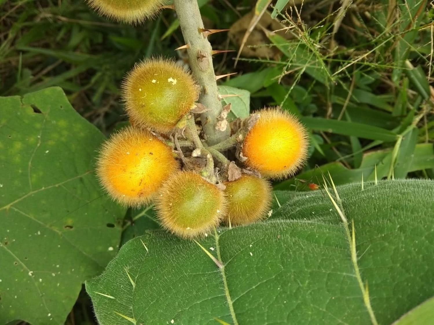 Solanum fruit seeds