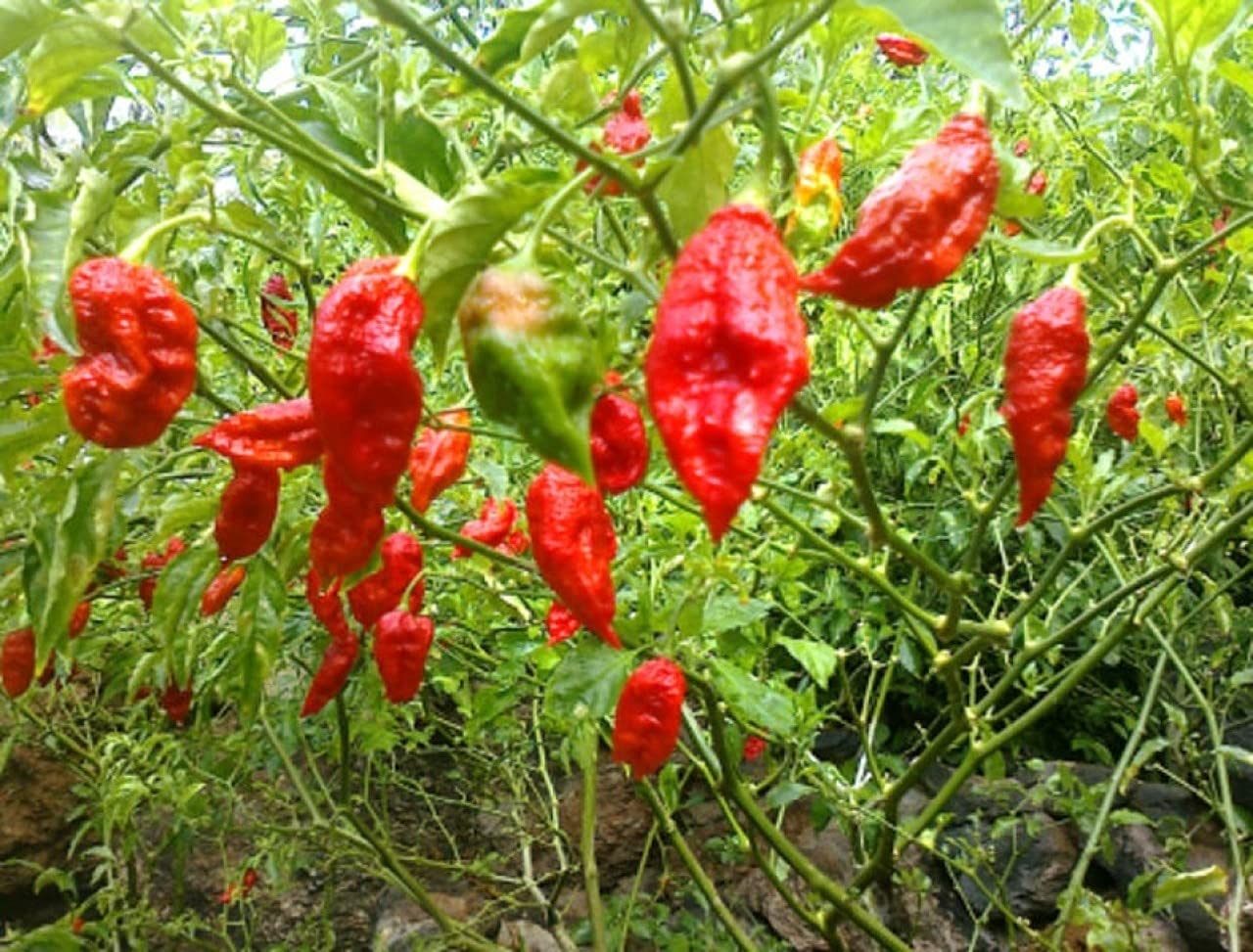 Pepper Capsicum Chinense Bhut Jolokia Vegetable Seeds for Planting – Suitable for Spicy Kitchen Garden and Containers
