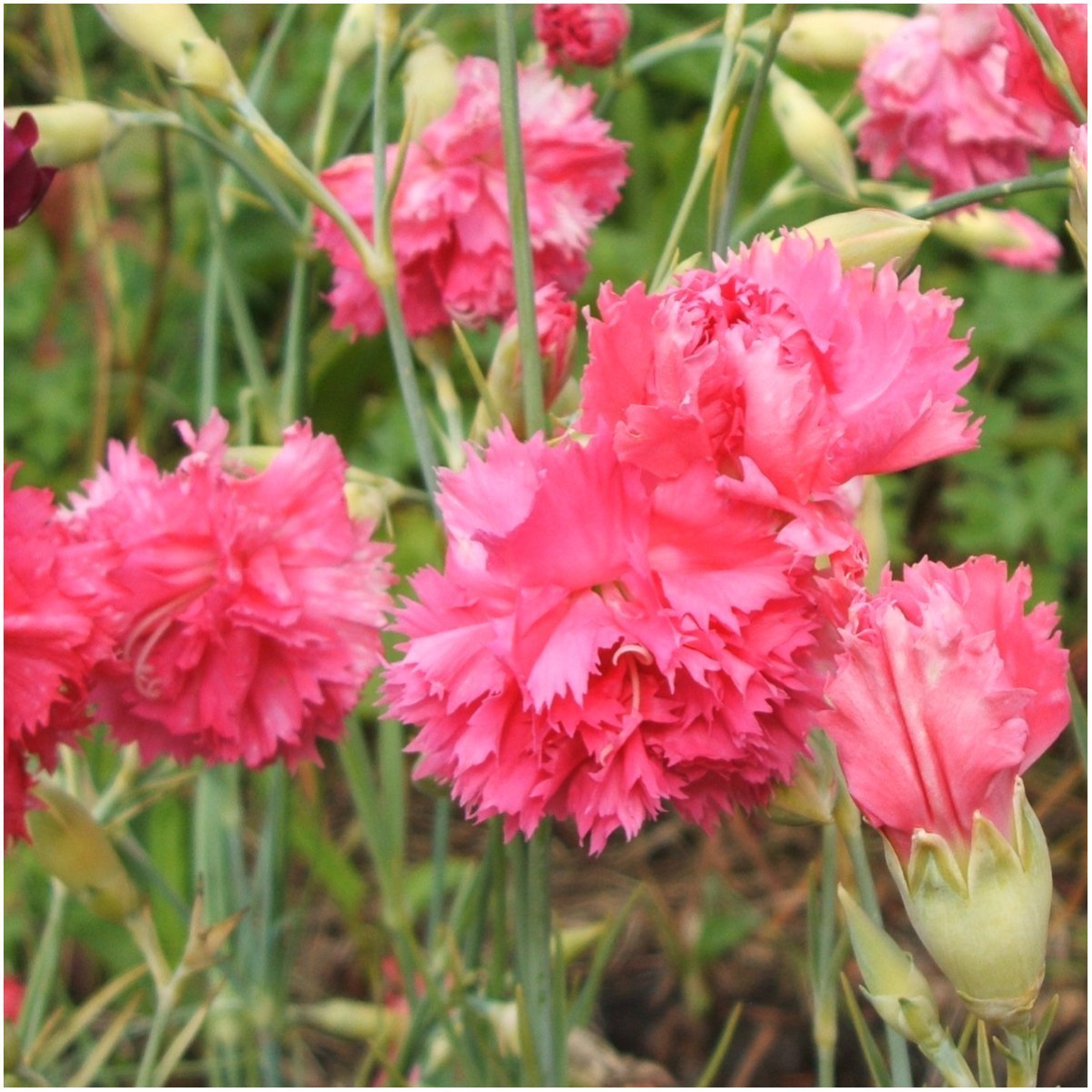 Carnation Dianthus Caryophyllus Pink Seeds for Planting flower bed yard