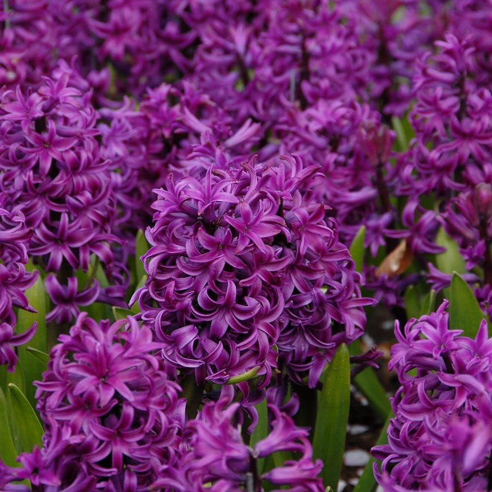 Hyacinth Purple Flower Seeds for Planting - 100 pcs for planting in your garden.