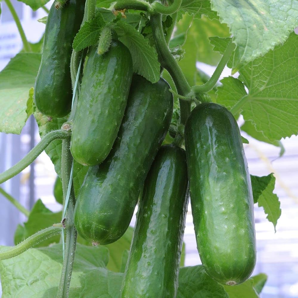 Straight Eight Cucumber Seeds - Heirloom Seeds with Free Gift for Home Garden
