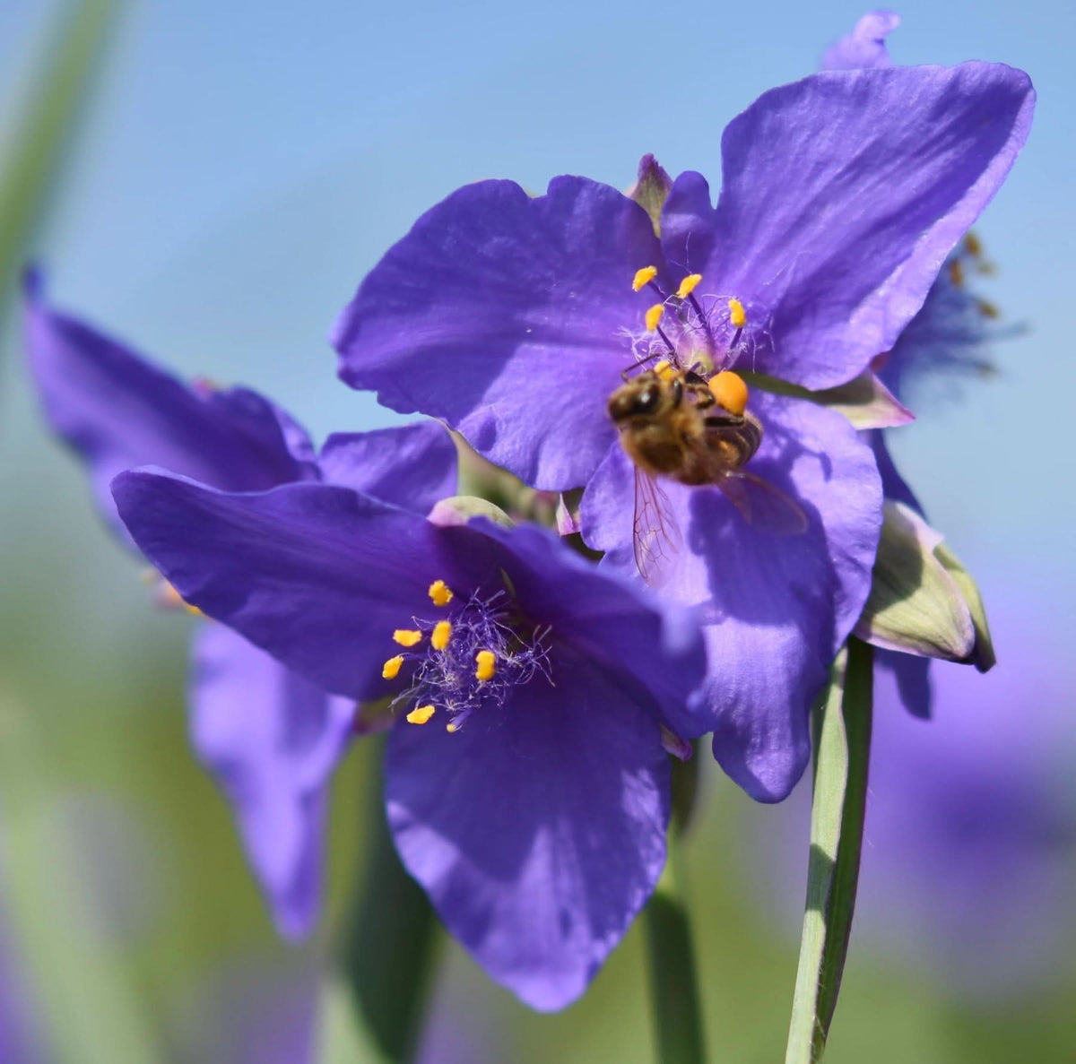 Heirloom Non-GMO Tradescantia Spiderwort Flower Seeds for Planting – Perennial Garden Blooms - Non-GMO for planting in home garden