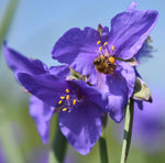 Heirloom Non-GMO Tradescantia Spiderwort Flower Seeds for Planting – Perennial Garden Blooms - Non-GMO for planting in home garden