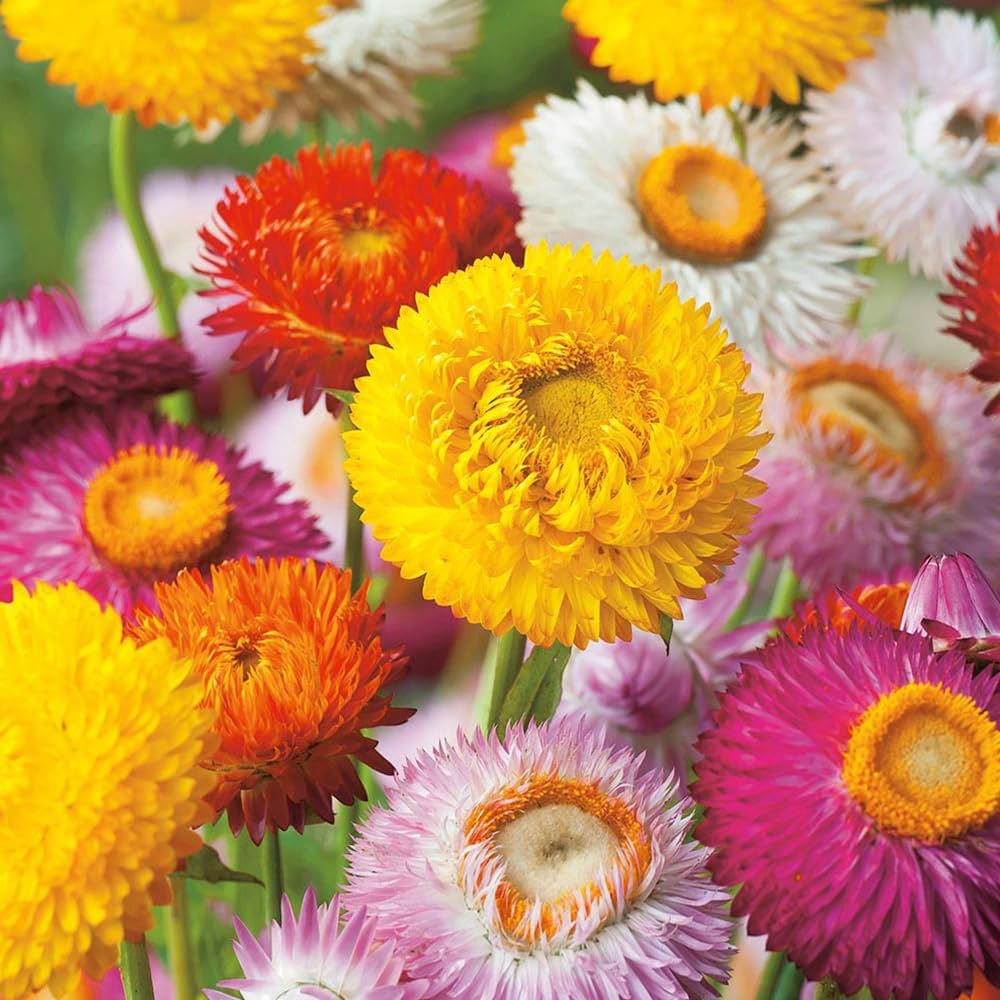 Helichrysum Bracteatum Strawflower Mixed Seeds