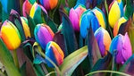 Futuba Rainbow Tulips Flower Seeds for Planting – Vibrant, Heirloom, Non-GMO Seeds Dhara Seeds
