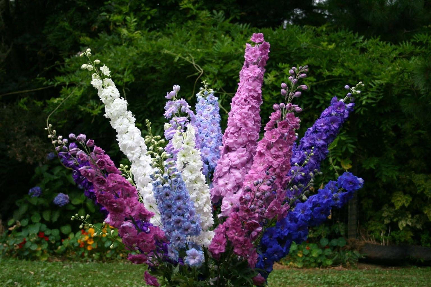 Rocket Delphinium Elatum Flowering Plant Seeds for home garden borders