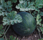 Sugar Baby Anguria Watermelon Seeds for small home garden planting