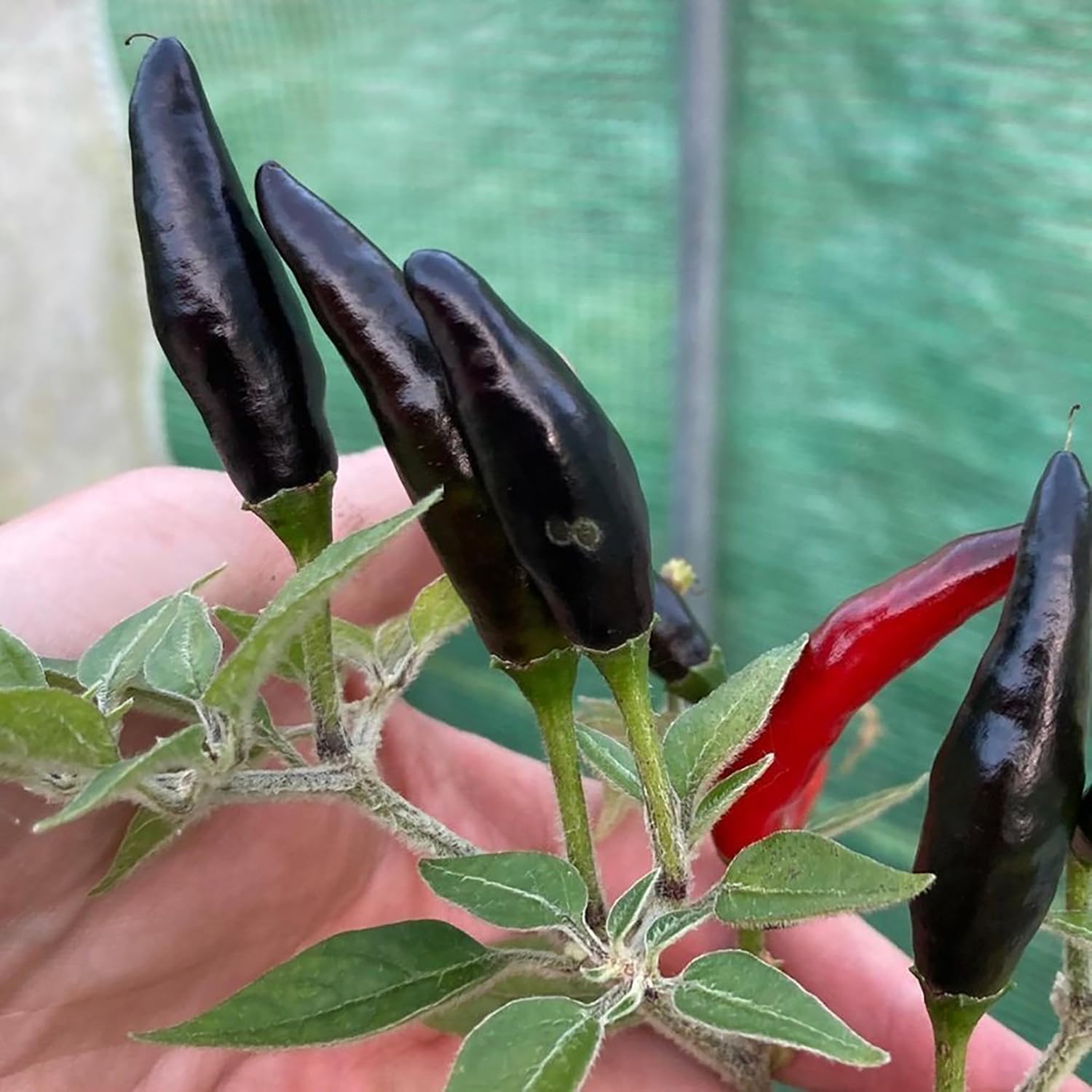 Cobra Pepper Seeds for Planting