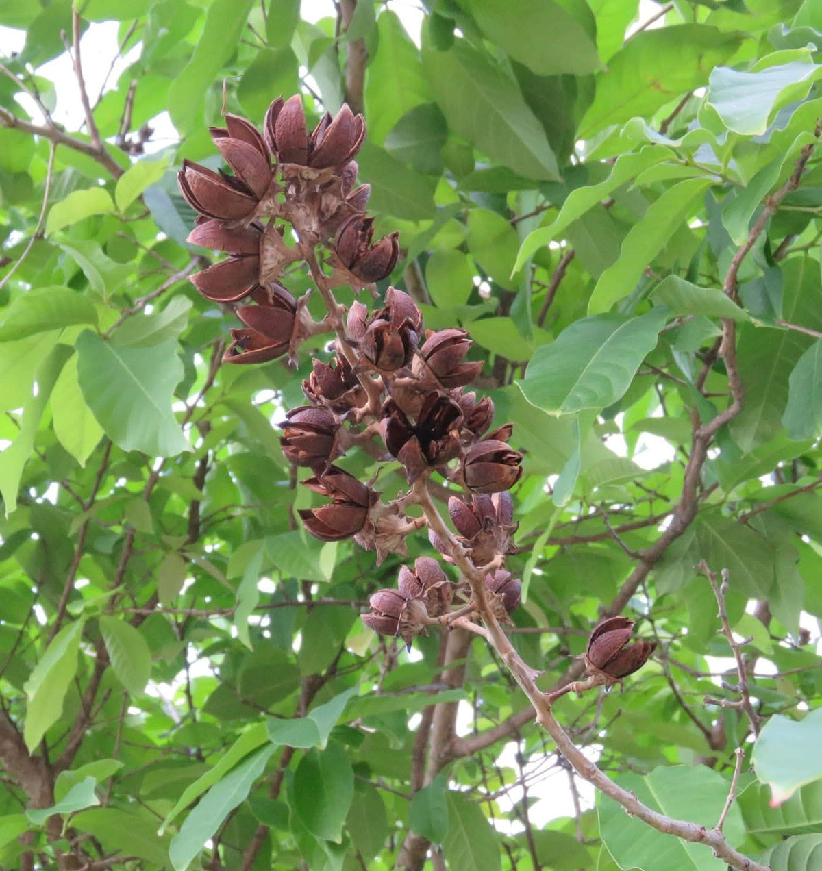 Crape Myrtle Lagerstroemia Indica flower seeds for planting in home garden landscapes and outdoor pots
