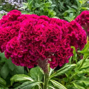 Cockscomb Celosia argentea for planting in flower bed