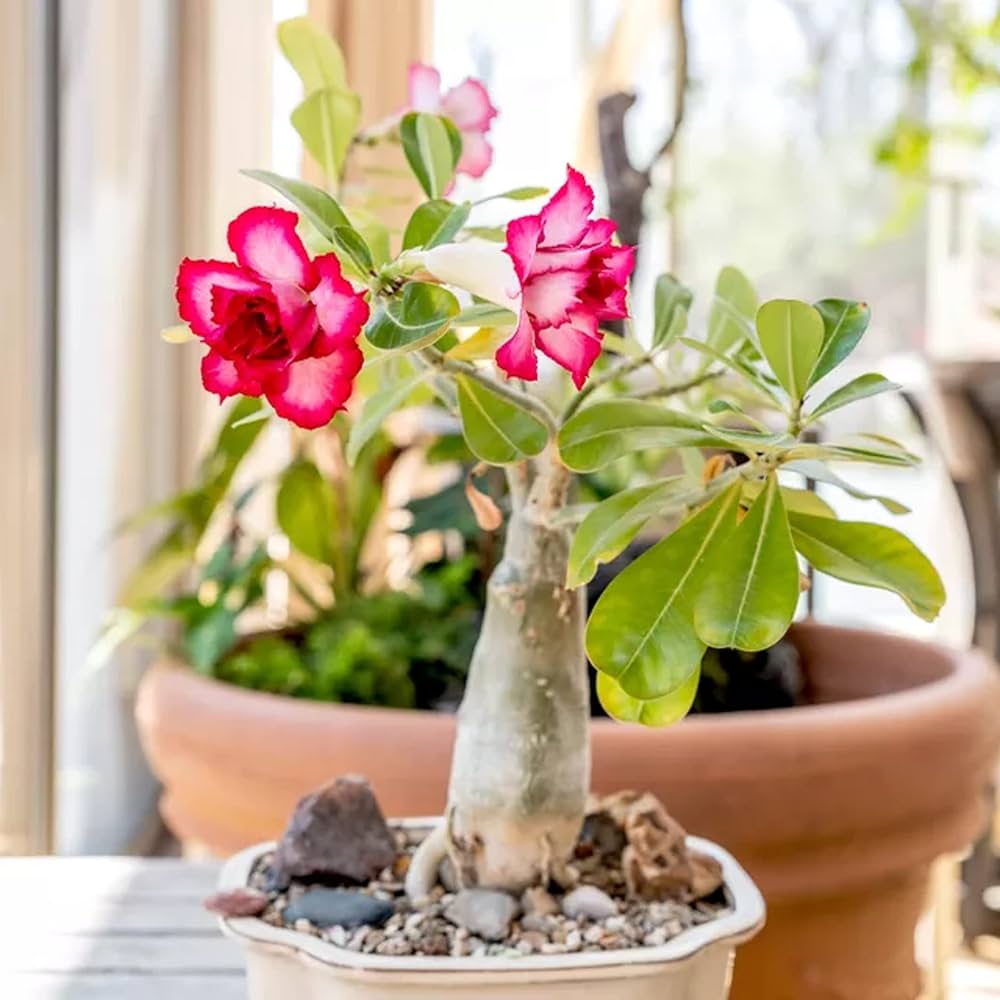 Desert Rose Adenium Obesum Bright Pink Flower Seeds for Planting