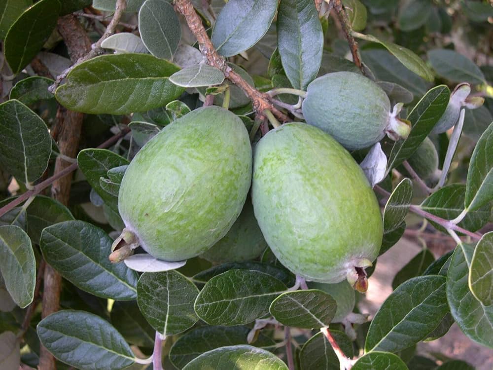 Dwarf Pineapple/Strawberry Guava Psidium littorale Seeds for Planting in Urban Garden