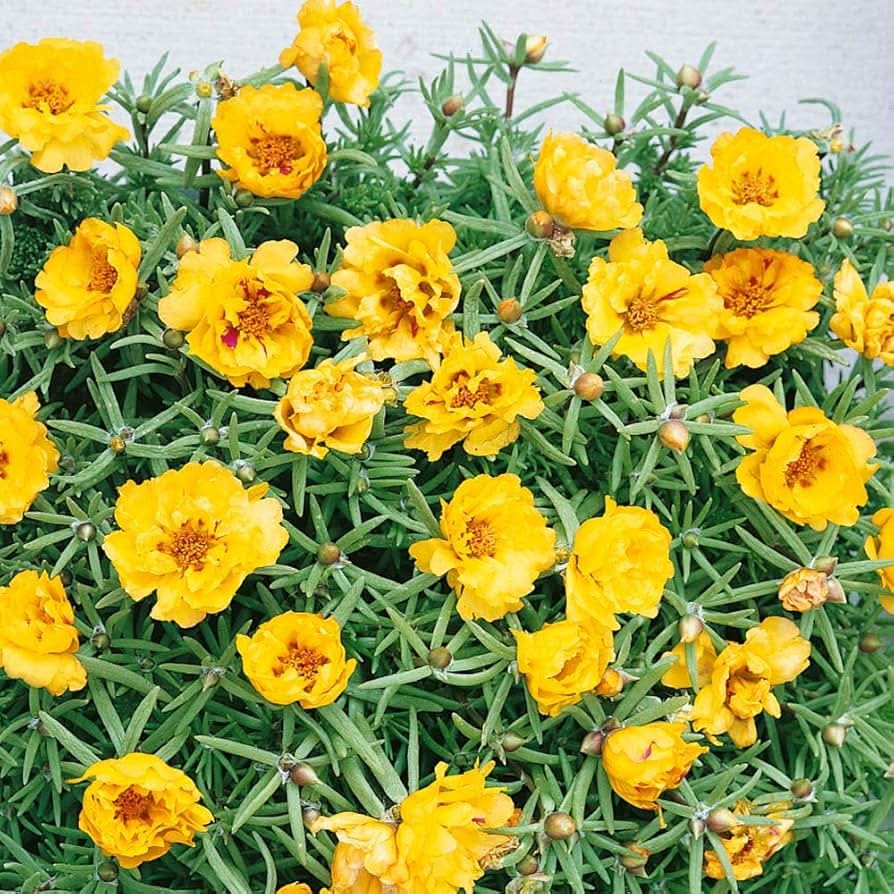 Moss Rose Portulaca Yellow Flowering Seeds For Planting