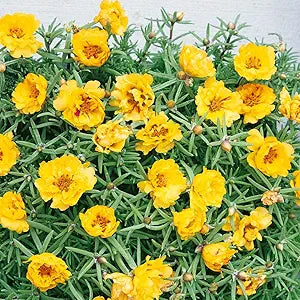  bright yellow moss rose flowers blooming over succulent foliage

